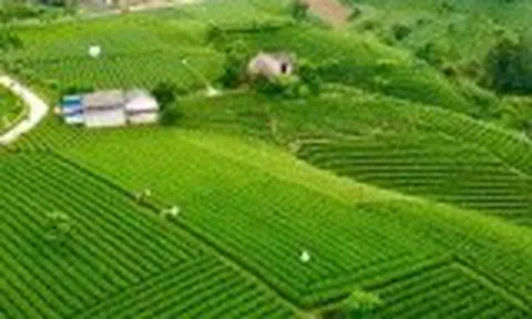 Từ chén trà đến mục tiêu tỷ đô: Hành trình nâng tầm chè Thái Nguyên