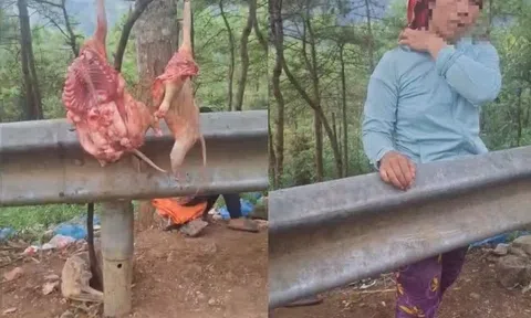 Xác minh việc bán thịt mèo đội lốt cầy hương