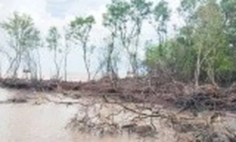 Cà Mau: Báo động sạt lở bờ biển Đông, mỗi năm mất hàng trăm héc-ta đất và rừng phòng hộ