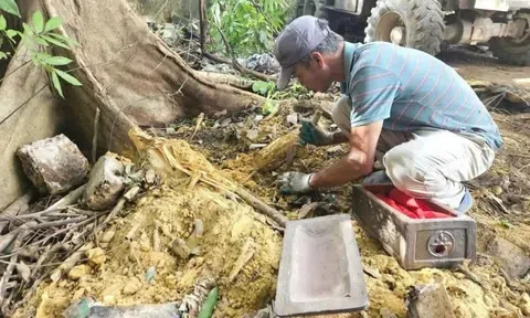 Phát hiện gần 40 hài cốt thai nhi khi mở đường