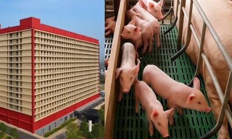 Doanh nghiệp đề xuất xây "chung cư nuôi heo": Hà Nội yêu cầu đánh giá sự phù hợp