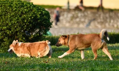 Từ 1/8, phạt tới 2 triệu đồng nếu để chó ra đường không rọ mõm