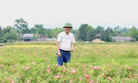 "Dược liệu quý” bén rễ trên đất cằn, nông dân Hà Tĩnh thu 20 triệu đồng/sào