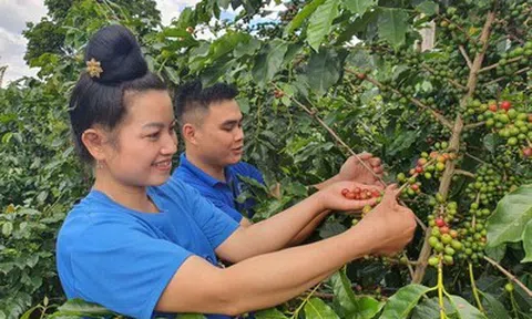 Sơn La tái định vị Arabica trong chuỗi giá trị toàn cầu