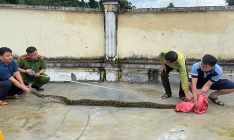 Phát hiện trăn rừng dài 3 mét bò vào khu vườn