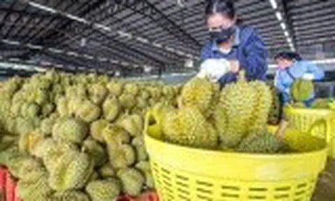 Nông sản Việt đối mặt những thách thức mới tại thị trường Trung Quốc