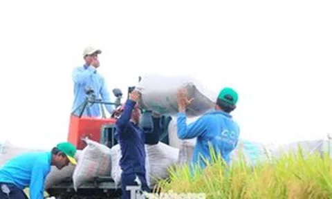 Vì sao vựa nông sản lớn nhất Việt Nam 'đứt gãy' chuỗi giá trị?