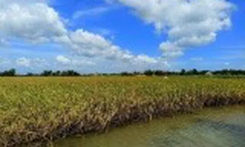 Xã Nguyễn Phích (Cà Mau): Khơi dậy nội lực, tạo đà phát triển toàn diện