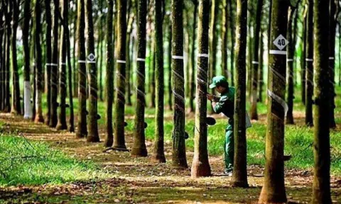 EUDR tái định giá mỗi tấn cao su Việt Nam