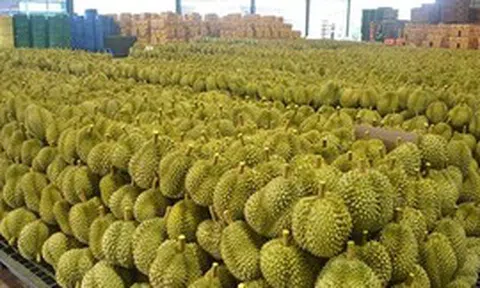 Thái Lan bất ngờ tìm được cứu tinh cho sầu riêng: Doanh số tăng gấp 10 lần chỉ trong 3 tháng, đơn hàng trái cây tăng 134%