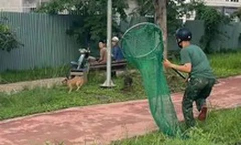 Phường đông dân nhất TP.HCM ra quân bắt chó thả rông