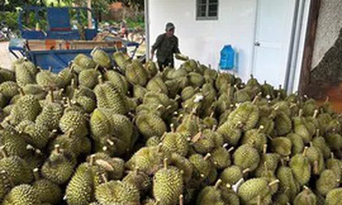 Giá sầu riêng lao dốc, điểm nghẽn không chỉ nằm ở thị trường