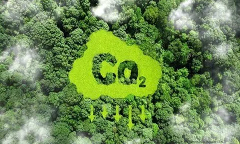 Giá chênh 5 lần, nhà đầu tư ngoại "săn" tín chỉ carbon rừng Việt Nam: Đâu là điểm nghẽn?