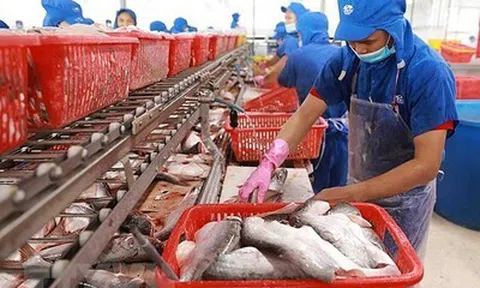 Mỹ tăng mạnh thuế chống bán phá giá cá tra với Bien Dong, NTSF, CASEAMEX và NAVICO