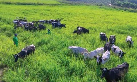 Tập đoàn TH: Chuyển đổi xanh mở đường tiến sâu vào chuỗi giá trị toàn cầu