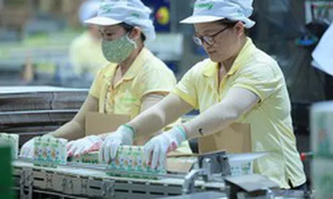 Chủ hãng sữa Fami lãi ròng gần 450 tỷ đồng trong quý III/2026, biên lợi nhuận gộp cải thiện