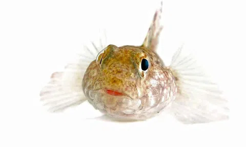 Phát hiện bất ngờ về việc cá đực quẫy đuôi mùa sinh sản