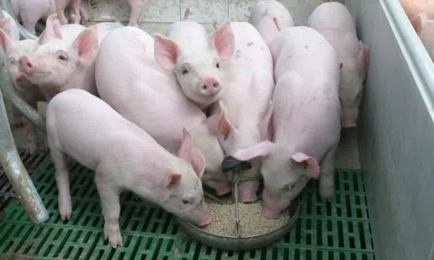 Giá heo hơi hôm nay 25/10: Tăng giảm trái chiều