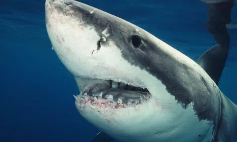 Bị cá mập cắn, người đàn ông Australia nguy kịch