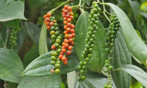 Giá hồ tiêu hôm nay 26/10: Tăng mạnh đầu tuần