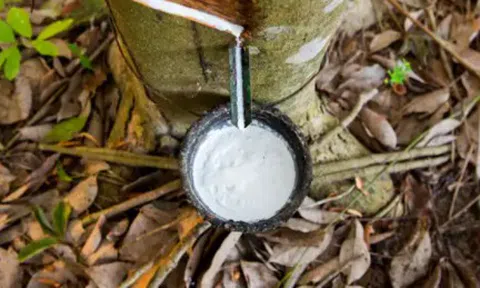 Giá cao su ngày 26/10: Thị trường ổn định phiên đầu tuần