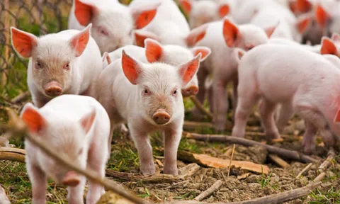 Nông súc sản Đồng Nai (NSS) lãi lớn sau 9 tháng, muốn nâng cổ tức tiền mặt trên 50%