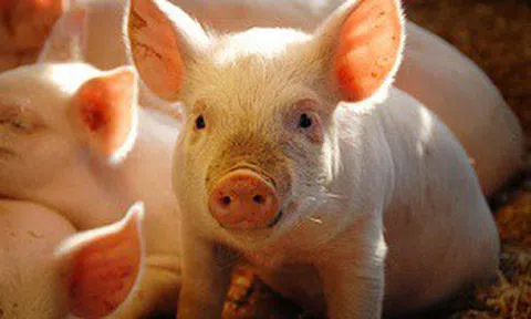 Nhiều ông lớn chăn nuôi lợn lãi đậm