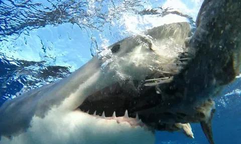 Bé trai bị cá mập cắn mất tay ở Ai Cập