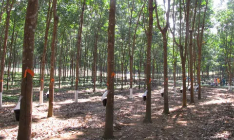 Cập nhật giá cao su chiều ngày 31/10: Quay đầu giảm phiên cuối tuần