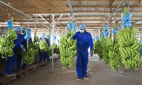 Công ty nông nghiệp của bầu Đức lỗ thêm 350 tỷ đồng