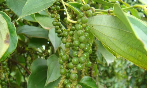 Giá hồ tiêu hôm nay 1/11: Tiếp tục neo cao