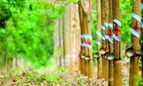 Giá cao su hôm nay 2/11: Giảm phiên đầu tuần