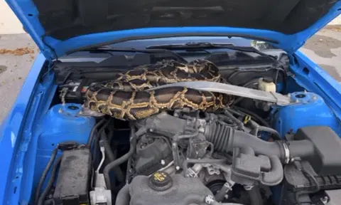 Con trăn dài 3 m chui vào khoang động cơ ôtô