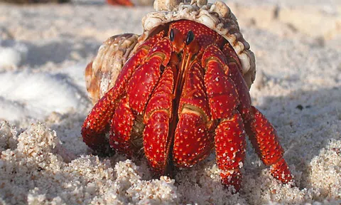 Bùng nổ ốc mượn hồn ở Thái Lan