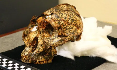 Phát hiện hộp sọ 2 triệu năm của loài anh em với tổ tiên loài người