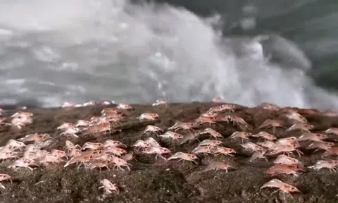 Tôm lên bờ 'diễu hành' sau khi Mặt Trời lặn ở Thái Lan