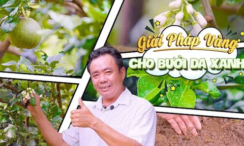 Chế phẩm sinh học Thủy Sính khắc phục tình trạng bưởi không ra hoa, đậu quả