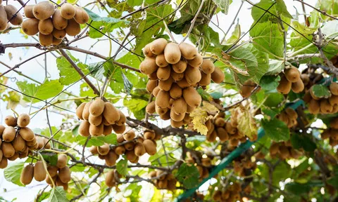Thực phẩm châu Âu: Tiêu chuẩn bền vững cho một tương lai khỏe mạnh hơn